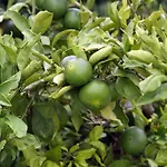 Solta